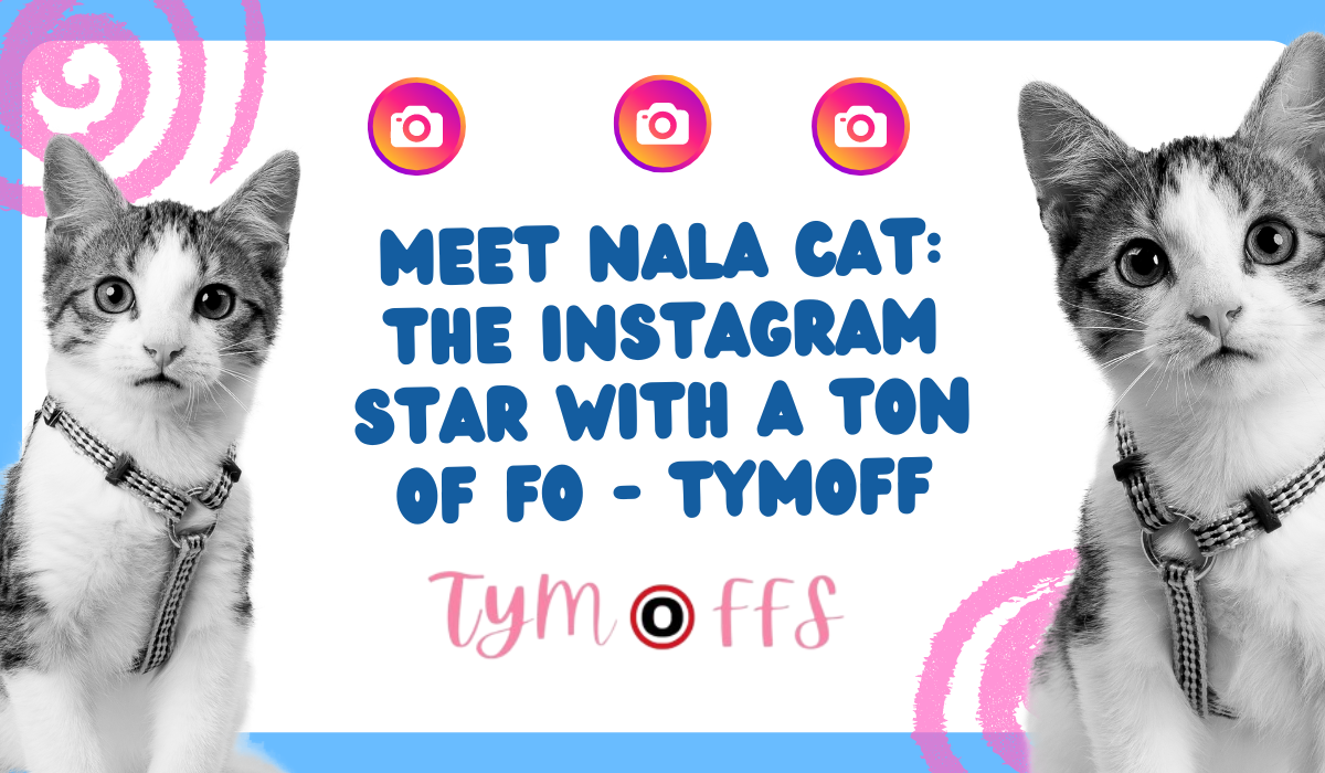 meet nala cat the instagram star with a ton of fo tymoff Tymoffs